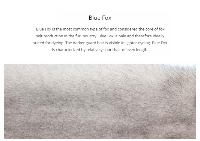 SAGA blue fox fur