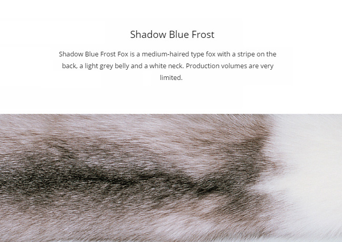 shadow blue frost fox SAGA